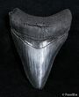 Inch Megalodon Tooth #2817-1
